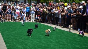 Things To Do in DC This Weekend April 28-May 1: Chihuahua Races, Eyeball Helmets, and a Screening of Prince’s <em>Under The Cherry Moon</em>