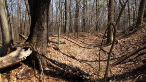 You Can Explore Obscure DC History and Culture on Saturday