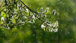 Here’s How You Can Make It Through DC’s Terrible, Awful, Miserable Allergy Season