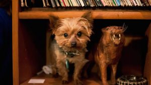 This DC Woman Is Going to Unbelievable Lengths to Find Her Lost Dog