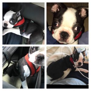 Have You Seen Michael Steel’s Stolen Puppy?