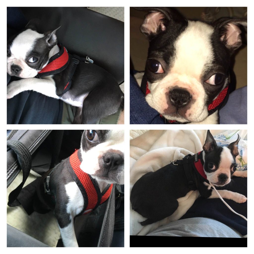 Michael Steel's lost puppy, Maggie.