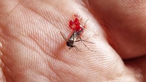 Some Theories on Mosquitoes