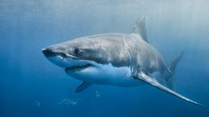 Happy Shark Week. Here’s What to Do if You’re Bitten by a Shark.