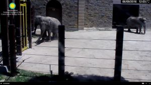 You Can Now Watch the National Zoo Elephants Online in HD
