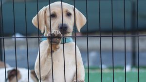 You Can Adopt a Dog or Cat for Half Price This Weekend