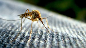 Longer Mosquito Seasons—Like the One We Just Had—Could Be Our Future