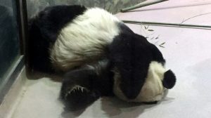 Angry Reviews of DC Landmarks: Smithsonian’s National Zoo