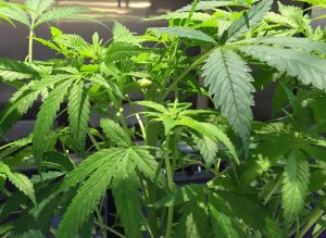 DC Reminds Restaurants and Bars: It’s Still Illegal to Serve Marijuana Edibles