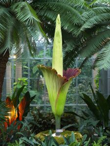 A Corpse Flower Is Blooming in DC, And It Smells Like Death