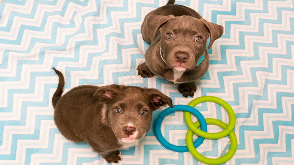 Two recent residents of the Washington Humane Society-Washington Animal Rescue League shelter on Oglethorpe St., NW. Photo courtesy of WHS-WARL.