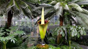 The Corpse Flower Will Hit “Peak Smell” Between 10 AM and 2 PM