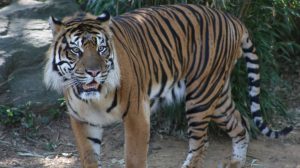 A Sex Tiger Has Arrived at the National Zoo