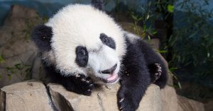Get to the Zoo Fast, Because Bei Bei’s Days in DC Could Be Numbered