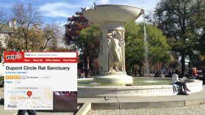 Yelpers Have Renamed Dupont Circle the “Dupont Circle Rat Sanctuary”