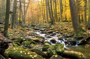 Here’s Where to Find Colorful Fall Foliage Around DC