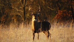 I Have So Many Questions About This Guy Who Shot a Deer With a Handgun in DC