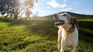 The Most Senior Employee at this Virginia Vineyard is a Dog Named Settler
