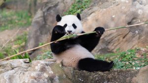 Bao Bao Will Leave DC in Early 2017