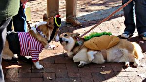 Things to Do in DC This Weekend (October 27-30): Bentzen Ball, a Cider Festival, and a Corgi Parade