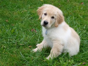 Love Your Pets? Take Our Survey!