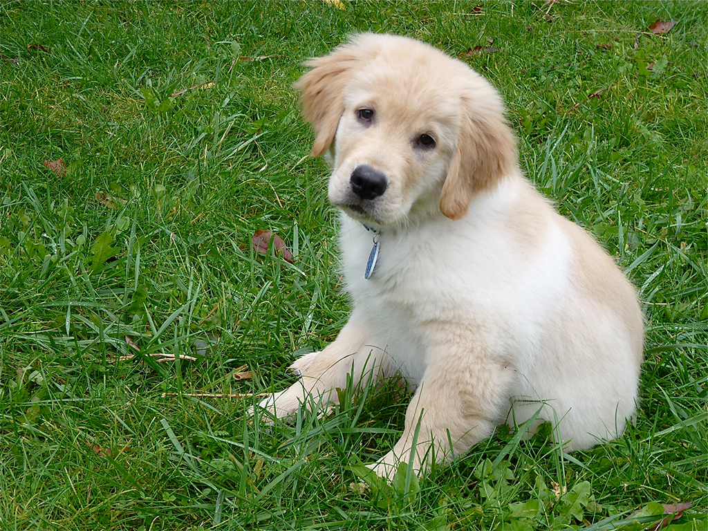 Photo by Flickr user Normanack.