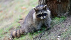 US Park Police Victorious in Battle With Raccoon