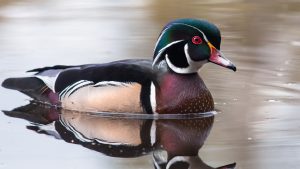 The Lame Duck Period Is Officially Here