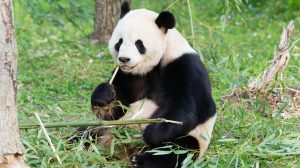 Grandfather of National Zoo’s Panda Cubs Dies