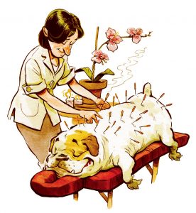 This Is Why Your Pet Needs Acupuncture (Really!)
