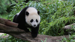 Adorable Photos of Bao Bao That Will Have You Chanting “Four More Years”