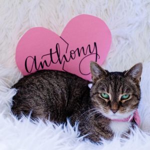 The Cats at DC’s Cat Cafe Will Poop on your Ex’s Name