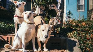 These DC Dogs Are More Well-Traveled Than You