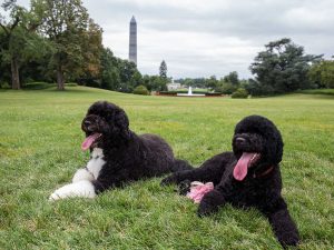 The 5 Most Popular Dog Breeds in DC