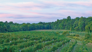 Off-Beat Winery Dates Near DC