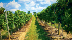 A Maryland Wine Country Day Trip