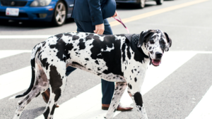 Your City Apartment Is the Perfect Place for a Big Dog