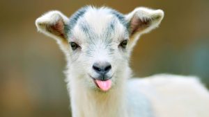 Congressional Cemetery Can Have Yoga, and It Can Have Goats. But the DC Government Says It Can’t Have Goat Yoga.