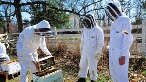 The Hunt for the Perfect Queen Bee: How a Team of Professors Is Trying to Save the World’s Crops