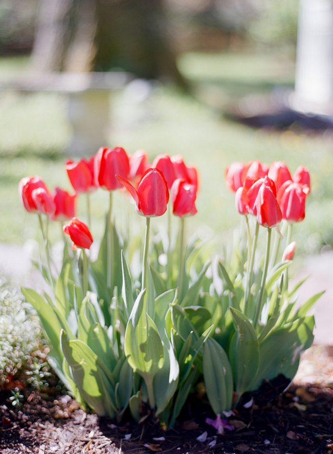 Ashley Julyan + Dustin Harris at L'Auberge Chez Francois | Audra Wrisley Photography 17 Ashley Julyan + Dustin Harris at L'Auberge Chez Francois | Audra Wrisley Photography French Engagement Shoot in Virginia