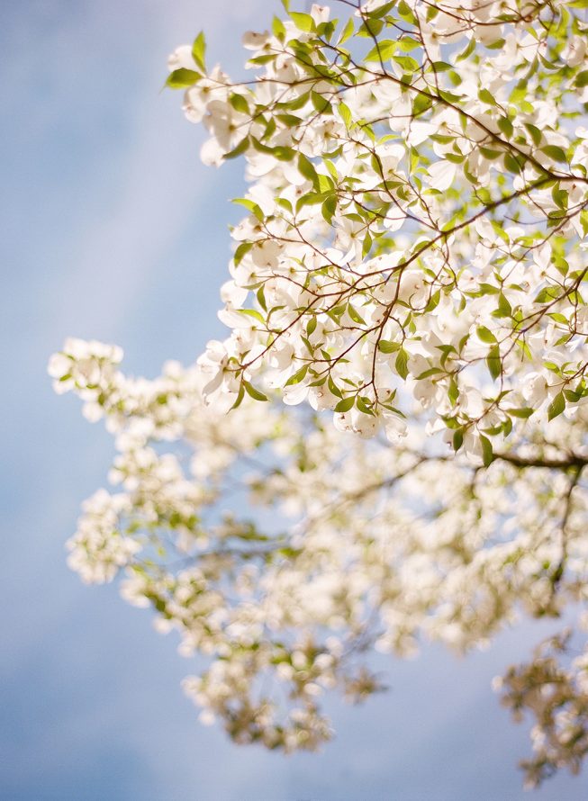 Ashley Julyan + Dustin Harris at L'Auberge Chez Francois | Audra Wrisley Photography 25 Ashley Julyan + Dustin Harris at L'Auberge Chez Francois | Audra Wrisley Photography French Engagement Shoot in Virginia