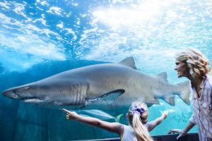To Celebrate Shark Week: 6 Things to Do Around DC If Your Kid is Obsessed With Sharks