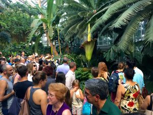 Three Blooming Corpse Flowers are the Natural End to Summer 2017