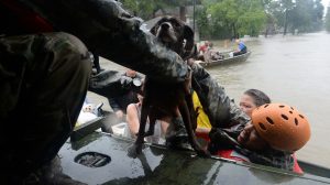Humane Rescue Alliance Needs You to Adopt a Pet This Week so It Can Take in Hurricane Harvey Animals
