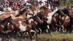 A Herd of Wild Ponies Swim a Virginia Channel Every Year, and the Photos Are Pure Magic