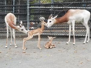 Prepare to Fall In Love With the New Baby Gazelles At the National Zoo