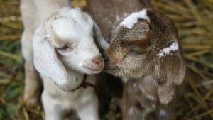 The DC Government Just Shut Down a Baby Goat Yoga Class