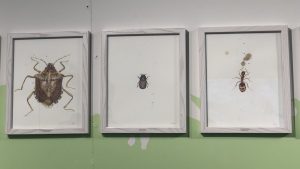 This Year at ZooLights: Invasive Insects!