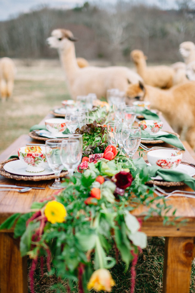 Technicolor Dream | Alpacas | Sarah Houston10 Technicolor Dream | Alpacas | Sarah Houston10