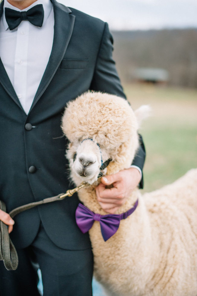 Technicolor Dream | Alpacas | Sarah Houston27 Technicolor Dream | Alpacas | Sarah Houston27